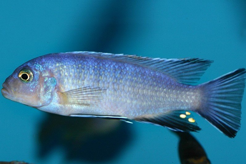 Cyan hap