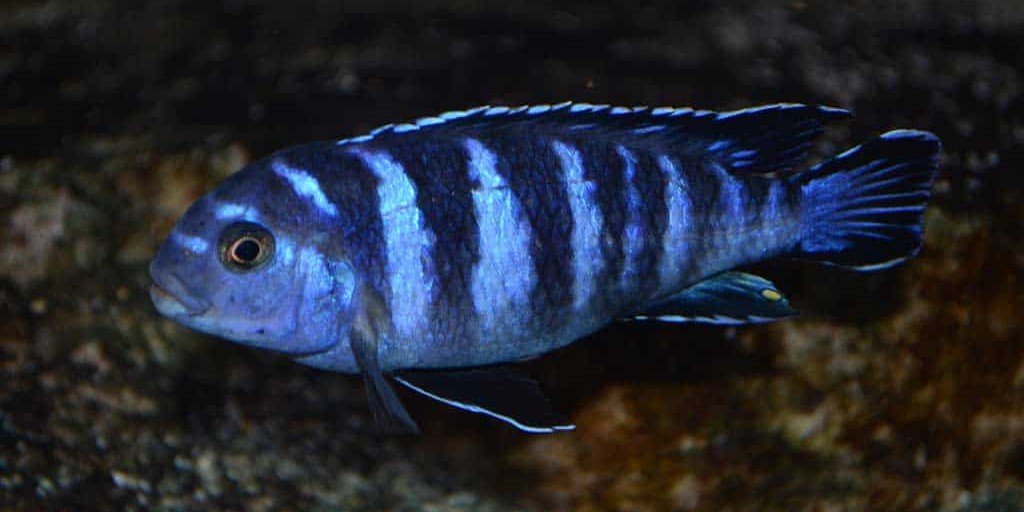 Chindongo demasoni