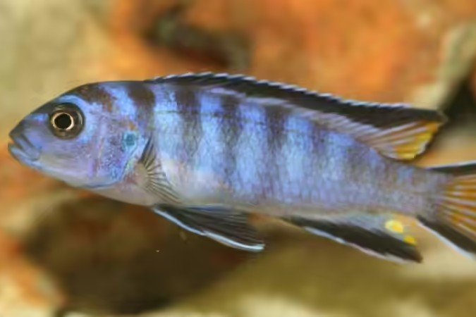 Elongatus-cichlide