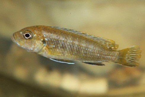 Chindongo heteropictus