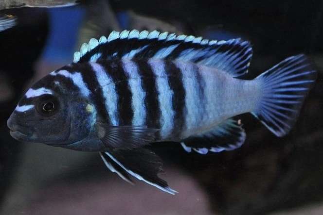 Dwergmbuna