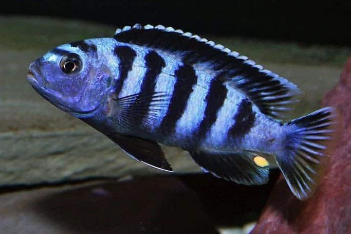 Saulosi-cichlide