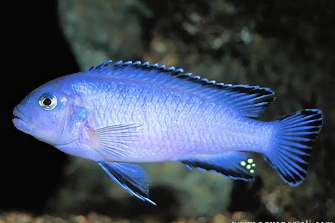 Poederblauwe cichlide
