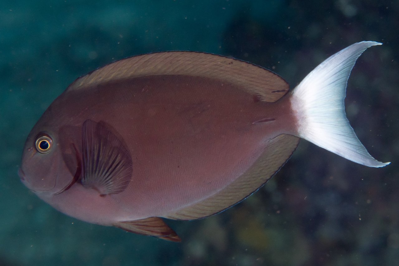 Thompson's surgeonfish