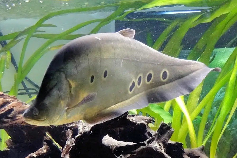 Indian knifefish