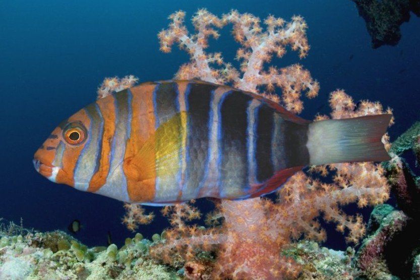 Harlequin tuskfish