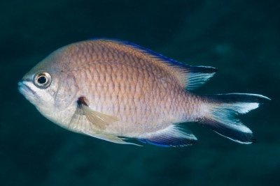 Mediterranean damselfish