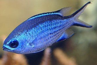 Blue Chromis