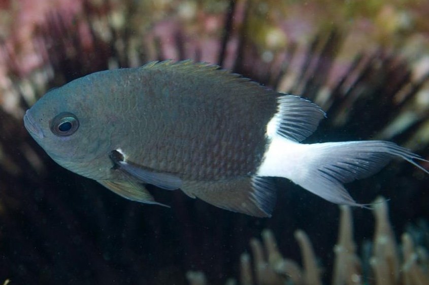 Bicolor chromis