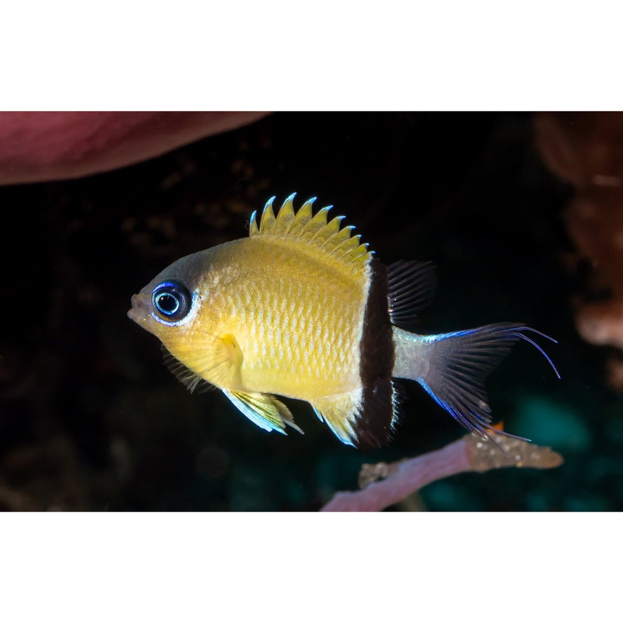 Black-bar chromis