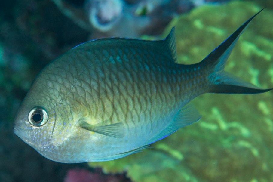 Ternate chromis