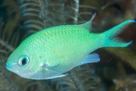 Blue-green chromis