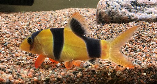 Chromobotia macracanthus