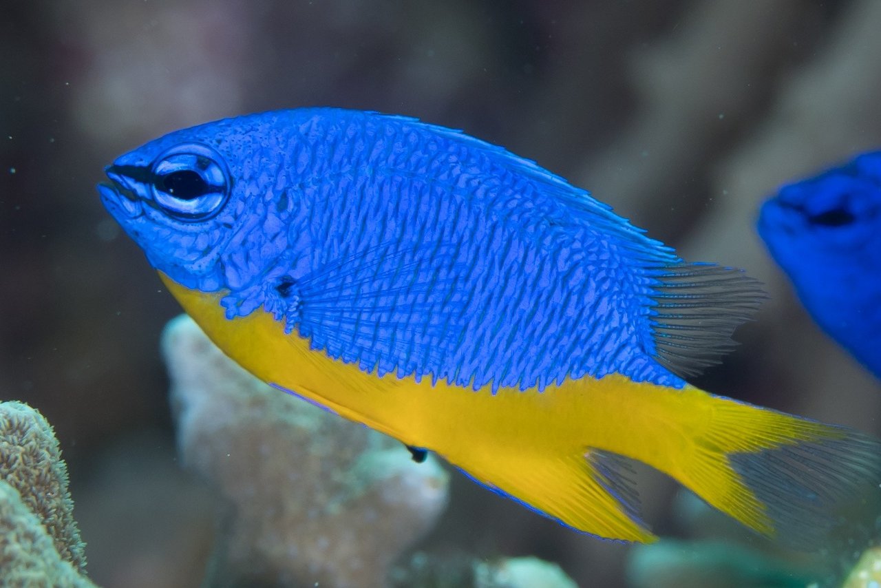 Arnaz's damselfish