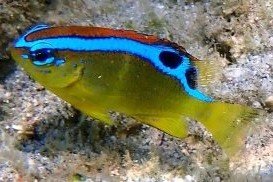 Surge damselfish