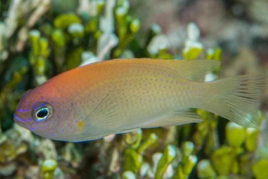 Caesifrons damselfish