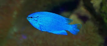 Blue damselfish