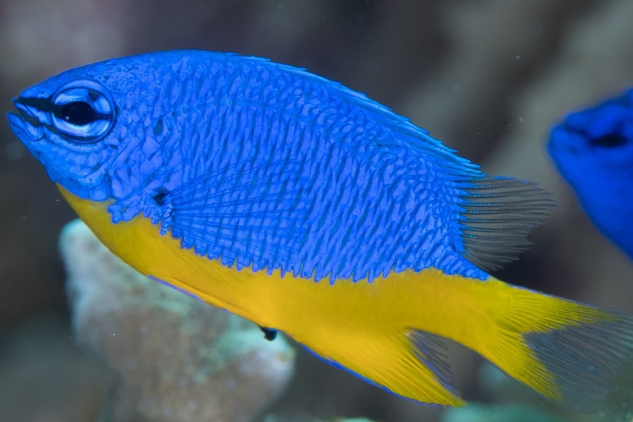 Azure damselfish