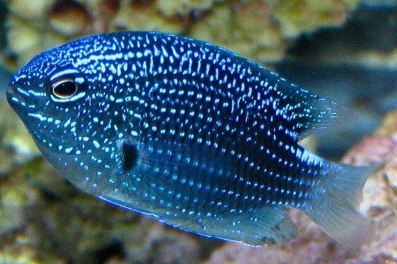 Black damselfish