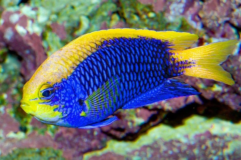 Starck's damselfish