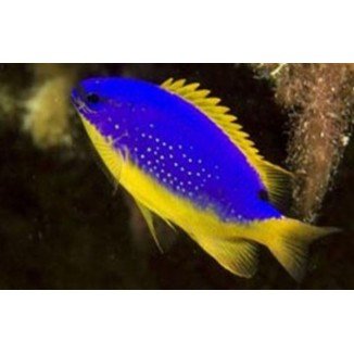 South Seas damselfish