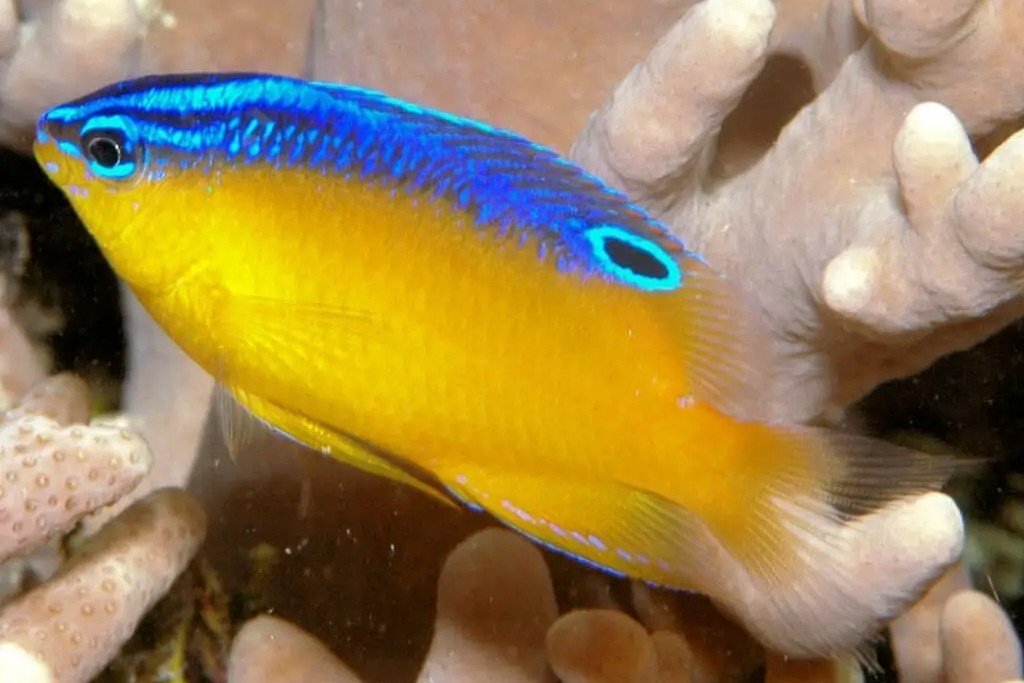 One-spot damsel
