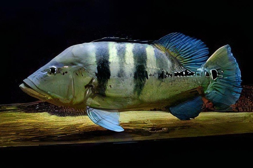 Azul peacock bass