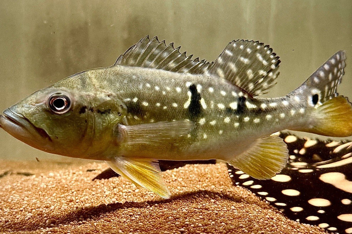Speckled pavon