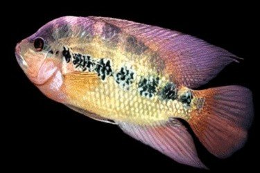 Cichlasoma araguaiense