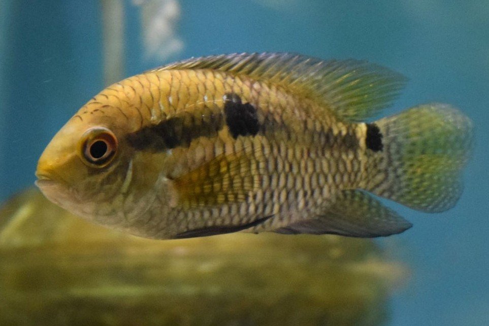 Cichlasoma dimerus
