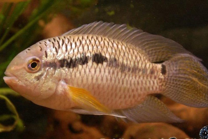Cichlasoma pusillum