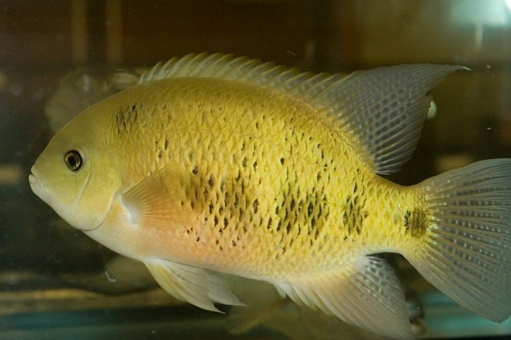 Bocourti-cichlide