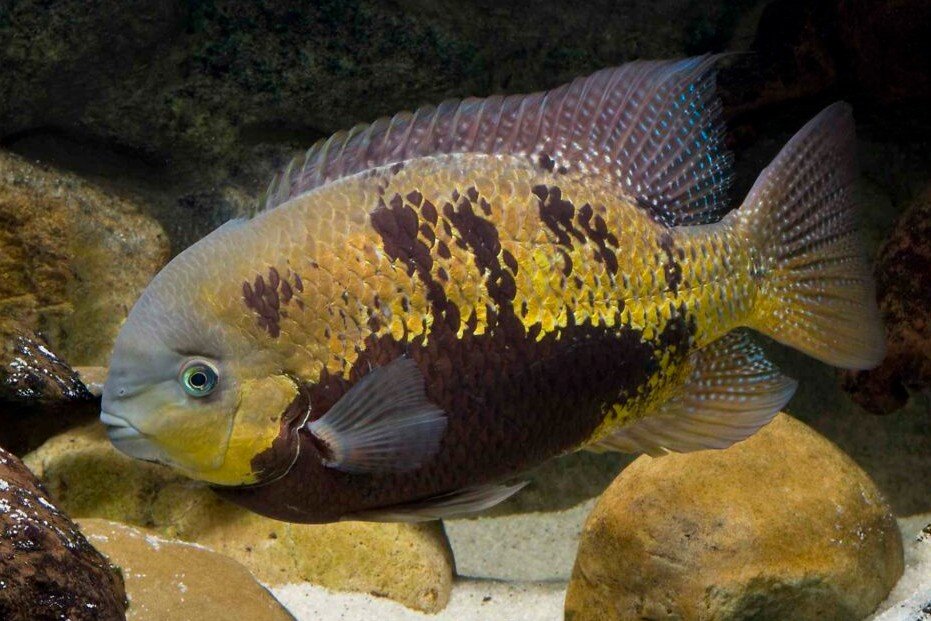 Pantano cichlid