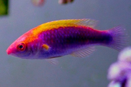 Orange-back wrasse