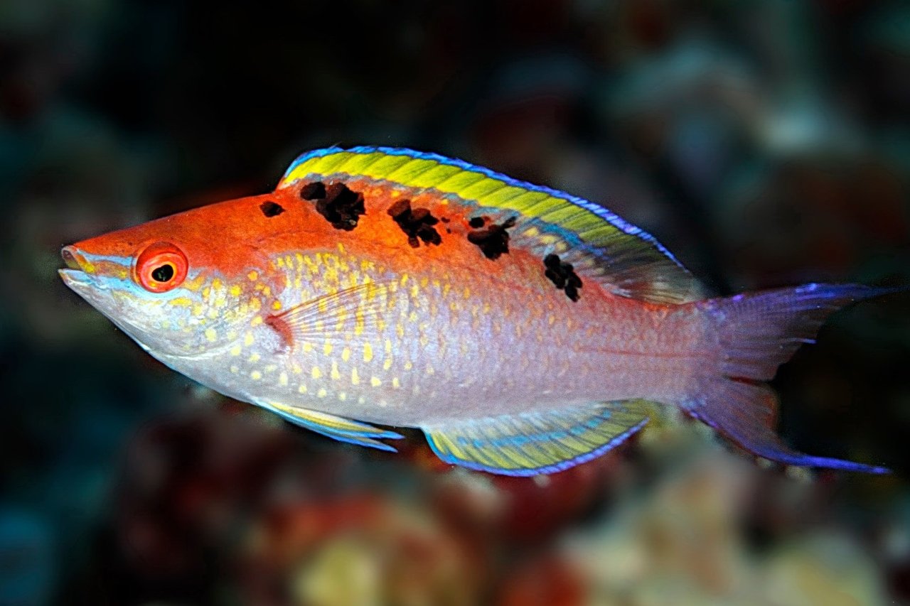 Cenderawasih wrasse