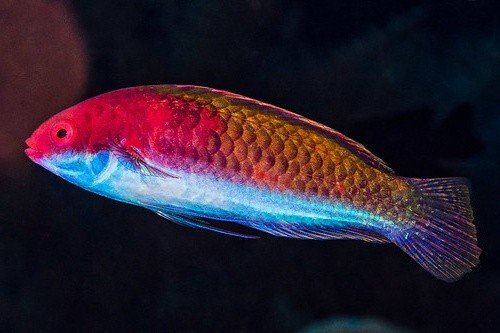 Cirrhilabrus condei aquarium