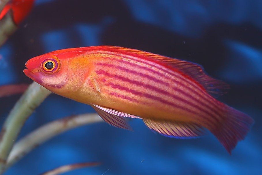 Orange-Striped Fairy Wrasse