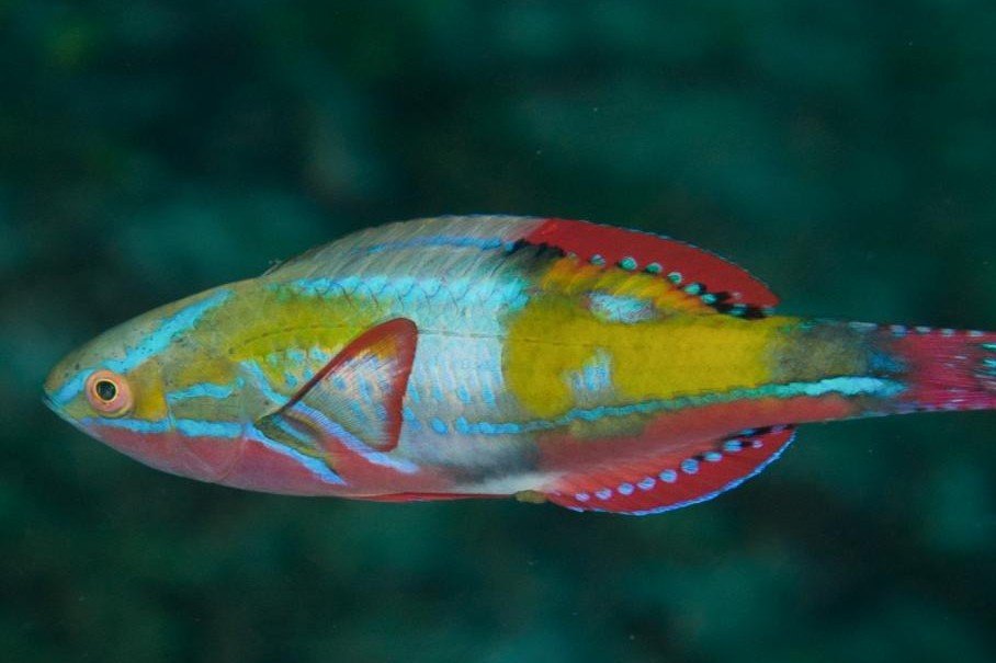 Exquisite wrasse