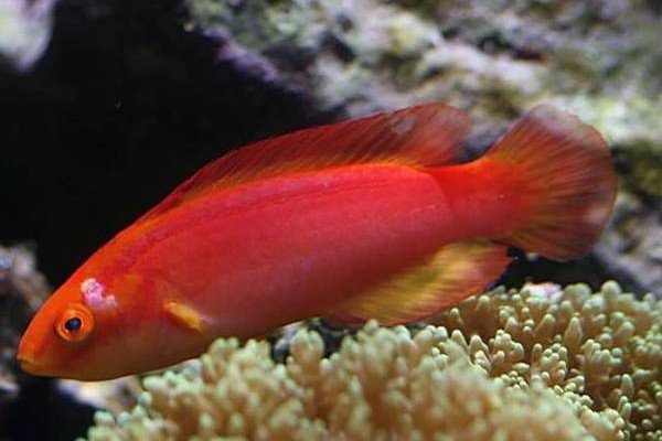 Flame wrasse
