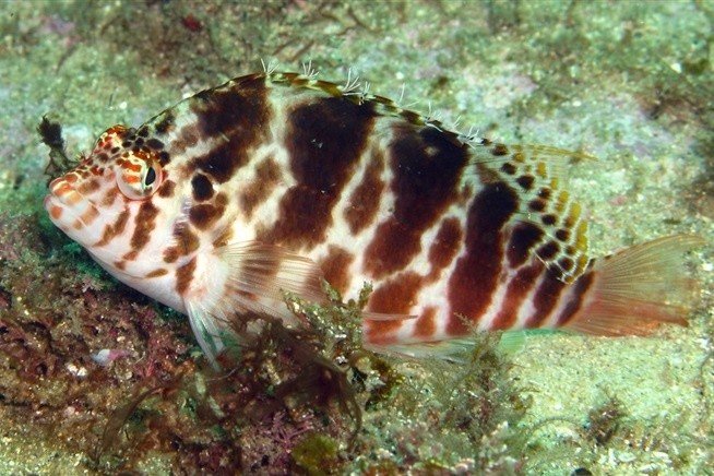Spotted hawkfish