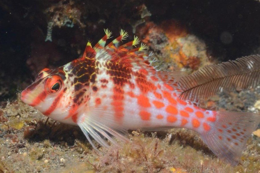 Dwarf hawkfish