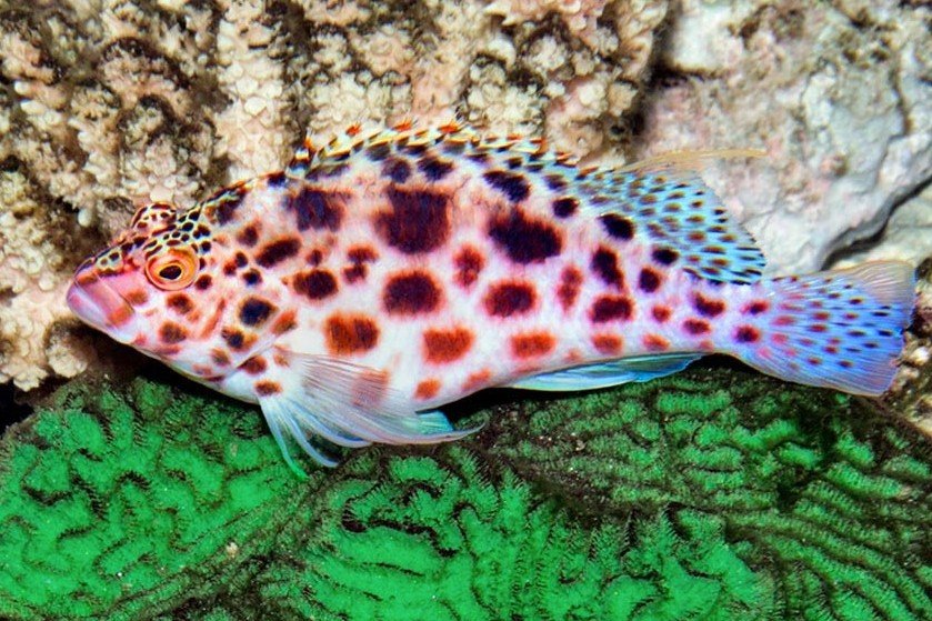 Coral hawkfish