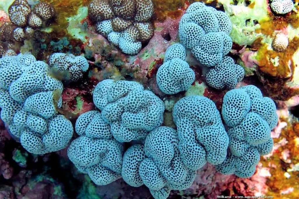Cladiella suezensis