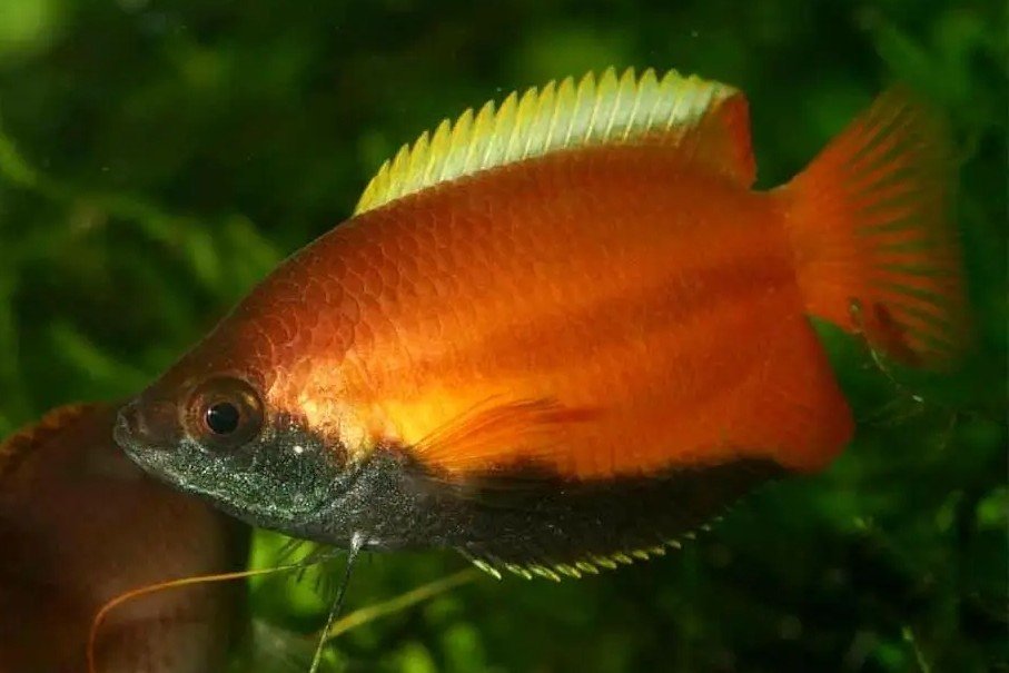 Colisa chuna