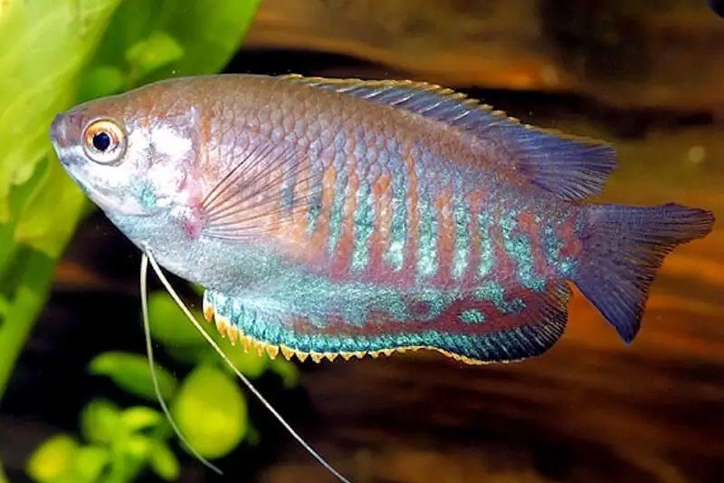 Colisa labiosa
