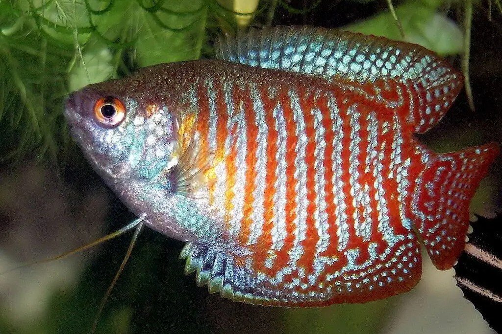 Colisa lalia