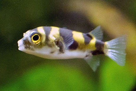 Amazon puffer