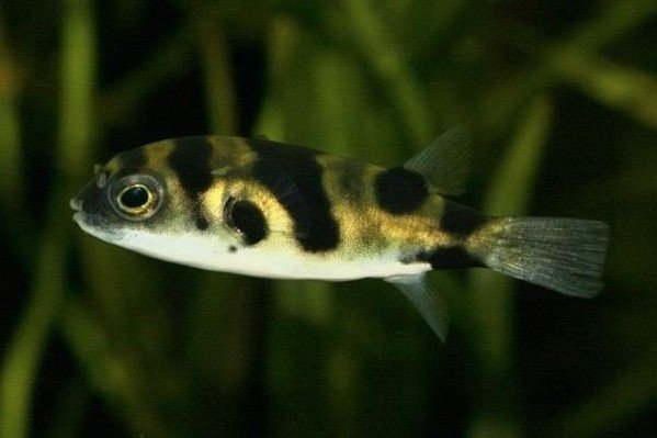 Banded puffer