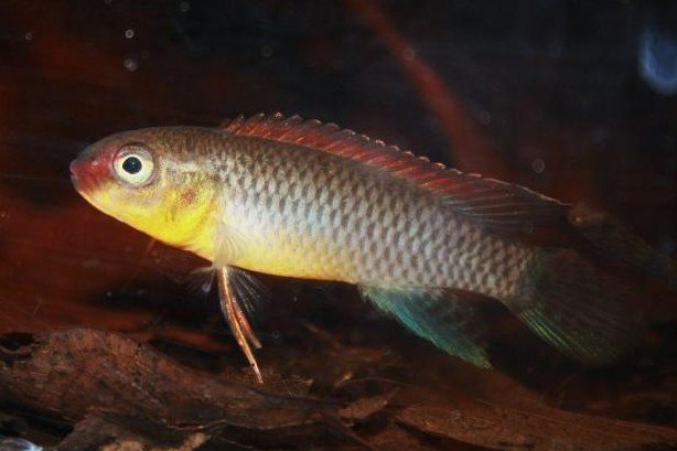 Congolese dwergcichlide