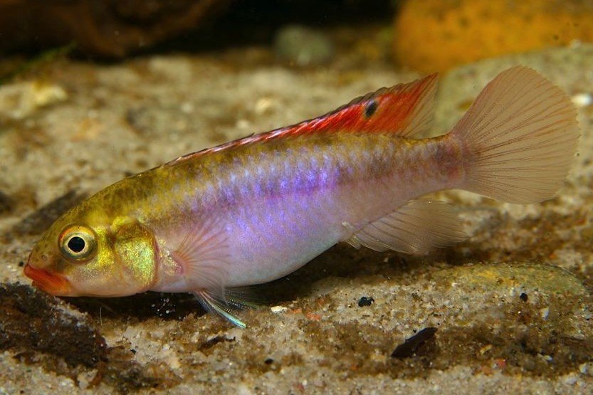 Congochromis sabinae